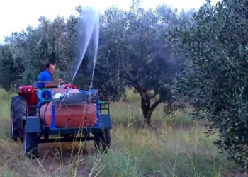 Δακοκτονία: Ολοκληρώνονται οι δολωματικοί ψεκασμοί στην ΠΕ Ηρακλείου