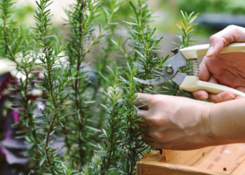 Δενδρολίβανο: Τα μυστικά της καλλιέργειάς του, για να μη σε συλλάβουν
