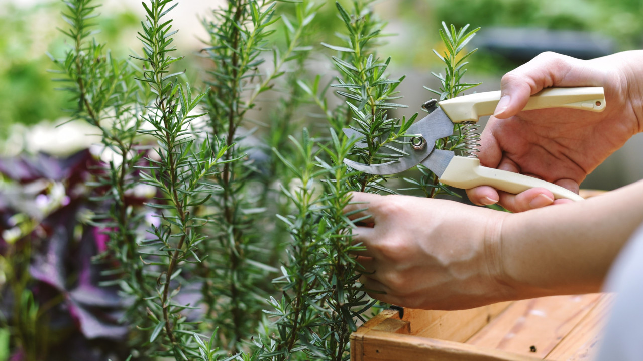 Δενδρολίβανο: Τα μυστικά της καλλιέργειάς του, για να μη σε συλλάβουν