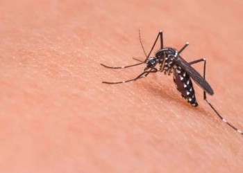 ΕΕ: Tα κρούσματα τσικουνγκούνια και δάγκειου πυρετού ξεπέρασαν αυτά του Δυτικού Νείλου