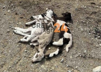 Έλεγχος ΟΠΕΚΕΠΕ στις Μοίρες: Τι καταγγέλλει ο κτηνοτρόφος – Ζητάει επανέλεγχο και προσπαθεί να σώσει το κοπάδι του