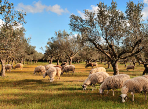 Ευλογιά αιγοπροβάτων: «Καθαρή» η Κρήτη αλλά παρατείνονται τα μέτρα