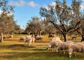 Ευλογιά: Η “καθαρή” Κρήτη και ο κίνδυνος lockdown – Βίντεο