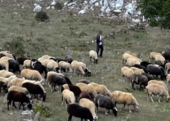 Ευλογιά των αιγοπροβάτων: Γιατί “πάγωσαν” οι αποφάσεις για ολικό lockdown