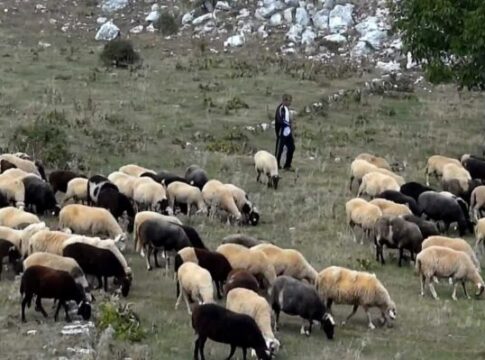 Ευλογιά των αιγοπροβάτων: Γιατί “πάγωσαν” οι αποφάσεις για ολικό lockdown