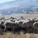 Ευλογιά των αιγοπροβάτων: Παρατείνονται τα προληπτικά μέτρα στην Κρήτη
