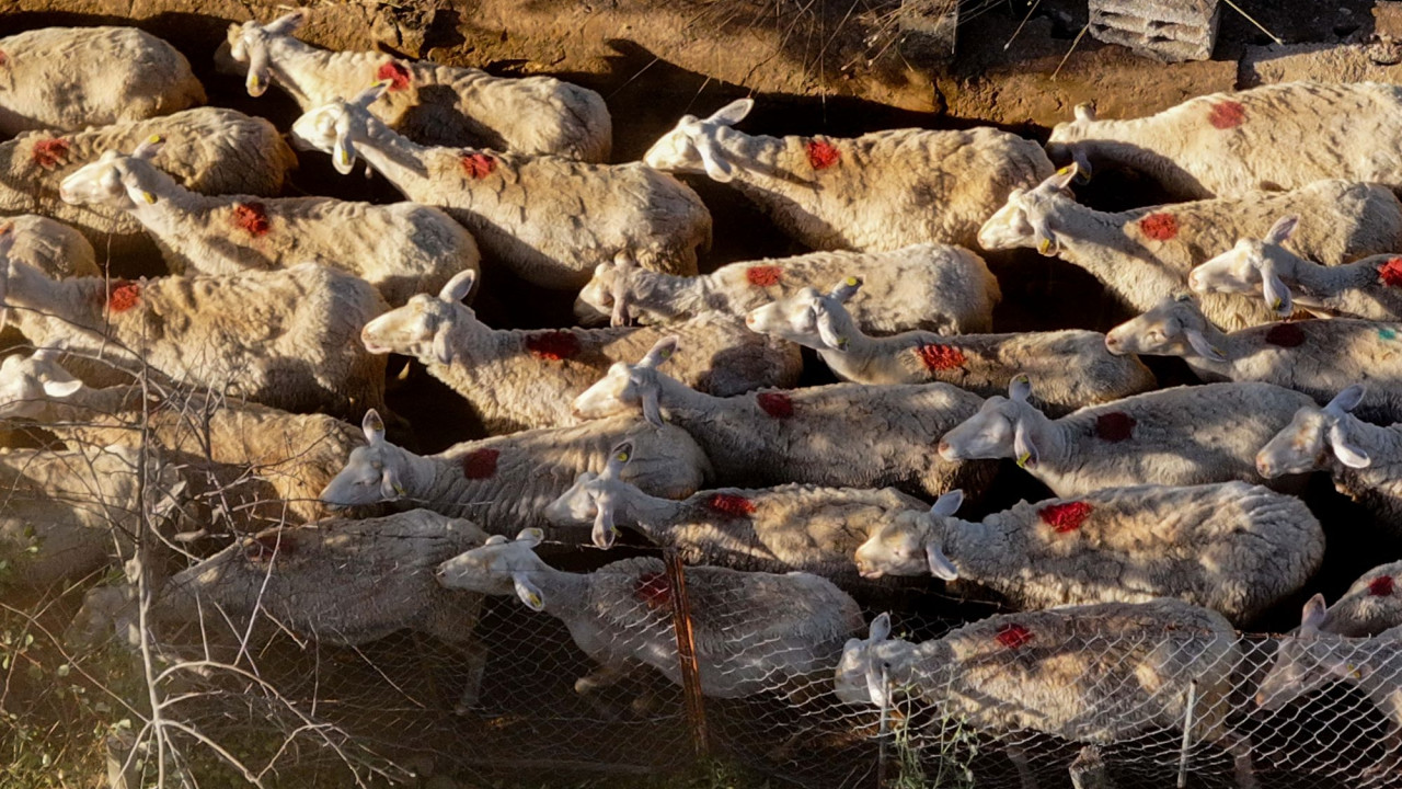 Ευλογιά των προβάτων: Επικίνδυνα τα παράνομα εμβόλια, λένε οι ειδικοί