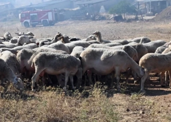 Ευλογιά των προβάτων: Παρατείνονται τα μέτρα στην Κρήτη – Μέχρι πότε, τι ισχύει