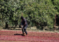 Εξαρθρώθηκε κύκλωμα εργασιακής εκμετάλλευσης μεταναστών στην Ηλεία