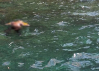 Φόδελε: Εντοπίστηκε σορός άγνωστου άνδρα σε προχωρημένη σήψη στη θάλασσα!