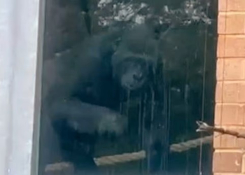 Γορίλες εγκαταλελειμμένοι σε ζωολογικό κήπο, που έχει κλείσει εδώ και 3 χρόνια - Βίντεο