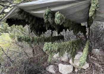 Hράκλειο: Αυτή είναι η φυτεία κάνναβης και τα υπαίθρια αποξηραντήρια που «ξήλωσαν» οι αστυνομικοί