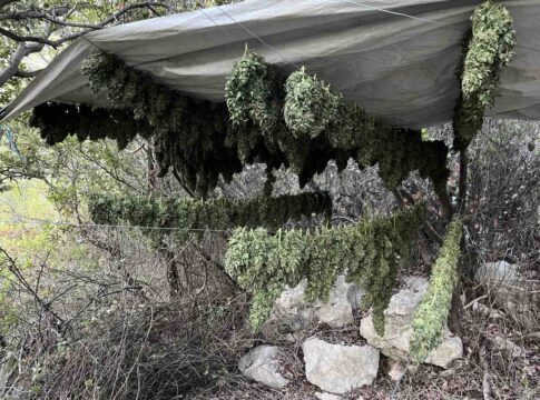 Hράκλειο: Αυτή είναι η φυτεία κάνναβης και τα υπαίθρια αποξηραντήρια που «ξήλωσαν» οι αστυνομικοί