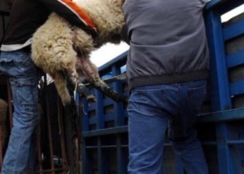 Ηράκλειο: Με κλεμμένο αγροτικό έκλεψαν δεκάδες πρόβατα – Μια σύλληψη