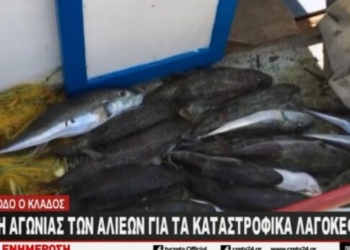 Λαγοκέφαλοι: Μετρούν ζημιές οι αλιείς της Κρήτης – Βίντεο