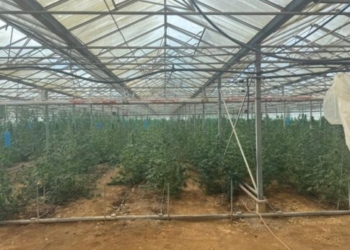 Μεσαρά: Στη φυλακή ο 51χρονος για τη χασισοφυτεία «μαμούθ» στο θερμοκήπιο