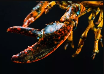 Μία στα 30 εκατομμύρια: Ψαράς έπιασε σπανιότατο αστακό με «φακίδες»