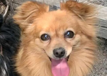 Μοίρες: Μήπως είδατε τον Δούκα;