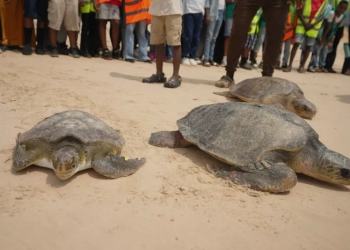 Νιγηρία: Ομάδα προστασίας διασώζει θαλάσσιες χελώνες και ανταμείβει τους ψαράδες