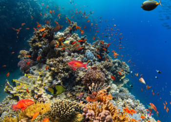 Οι κοραλλιογενείς ύφαλοι ξεπέρασαν το σημείο «χωρίς επιστροφή»