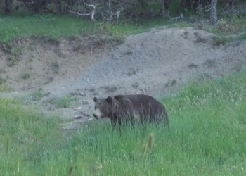 Oι τρομακτικές στιγμές που βίωσε ο Πέτρος Βλάχος όταν δέχθηκε επίθεση αρκούδας