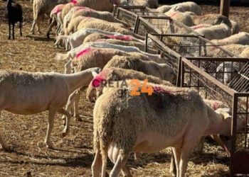 ΟΠΕΚΕΠΕ για έλεγχο στις Μοίρες: «Δεν είχε ούτε τα… μισά ζώα από αυτά που είχε δηλώσει»