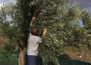 Παραγωγοί στη Μεσαρά κλαδεύουν ελαιόδεντρα γιατί δεν υπάρχει νερό να τα ποτίσουν!