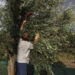 Παραγωγοί στη Μεσαρά κλαδεύουν ελαιόδεντρα γιατί δεν υπάρχει νερό να τα ποτίσουν!