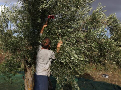 Παραγωγοί στη Μεσαρά κλαδεύουν ελαιόδεντρα γιατί δεν υπάρχει νερό να τα ποτίσουν!