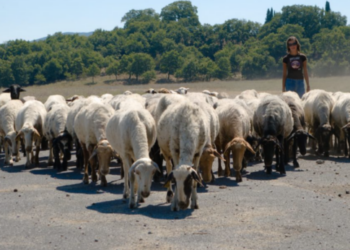 Περιφέρεια Κρήτης: Έως τις 31 Δεκεμβρίου η απογραφή κτηνοτροφικών εγκαταστάσεων