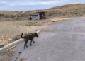 Ποιοι δηλητηρίασαν τα σκυλιά δίπλα στο αεροδρόμιο;