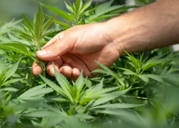 Ρέθυμνο: Χειροπέδες σε δύο για τα χασισόδεντρα στους κήπους τους