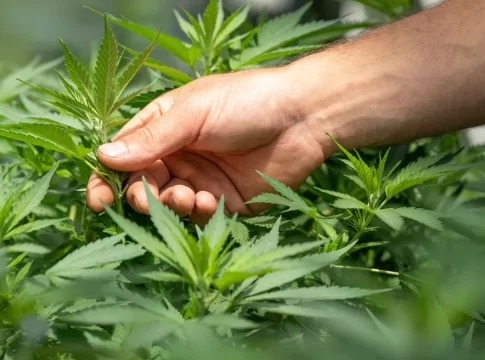 Ρέθυμνο: Χειροπέδες σε δύο για τα χασισόδεντρα στους κήπους τους