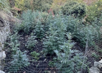 Ρέθυμνο: Βρήκαν την «ορφανή» χασισοφυτεία, αναζητούν τους ιδιοκτήτες – Δείτε φωτογραφίες