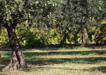SOS για μυκητολογικές προσβολές σε ελαιώνες στην Κρήτη