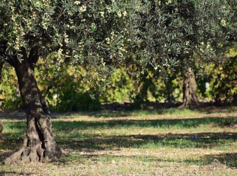 SOS για μυκητολογικές προσβολές σε ελαιώνες στην Κρήτη