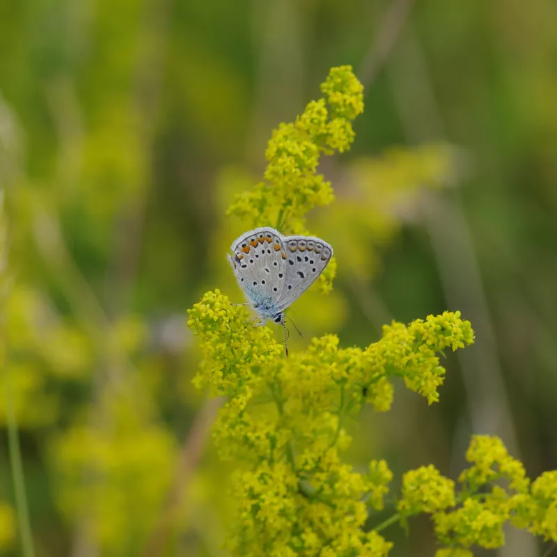 Κοινή μπλε πεταλούδα