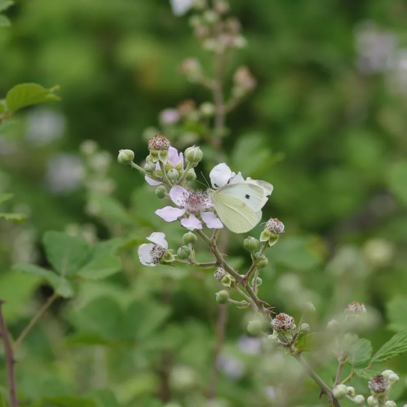 πεταλούδα σε άνθος