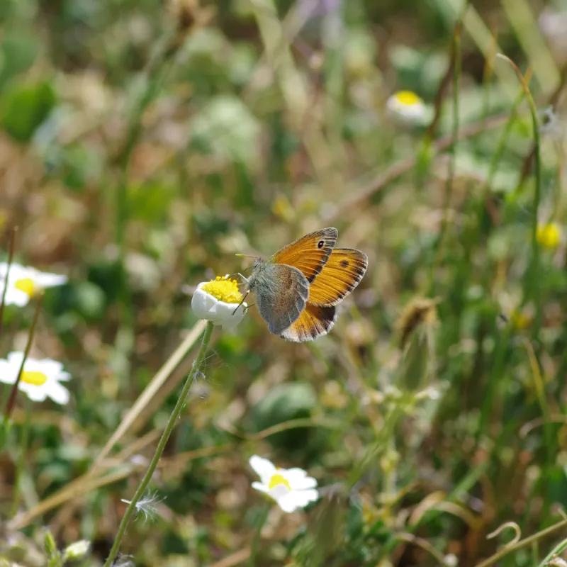 Πεταλούδα σε χαμομήλι