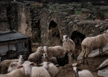 «Θα σου διαλύσω το κεφάλι» – Κλιμάκιο του ΟΠΕΚΕΠΕ καταγγέλλει απειλές από κτηνοτρόφους στη Μεσαρά