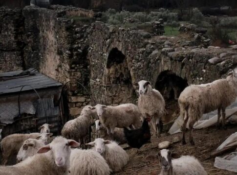 «Θα σου διαλύσω το κεφάλι» – Κλιμάκιο του ΟΠΕΚΕΠΕ καταγγέλλει απειλές από κτηνοτρόφους στη Μεσαρά
