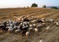 Θερίζει η ευλογιά των αιγοπροβάτων - Κρούσματα σε 250 εκτροφές στην Κ. Μακεδονία