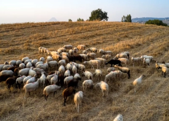 Θερίζει η ευλογιά των αιγοπροβάτων - Κρούσματα σε 250 εκτροφές στην Κ. Μακεδονία