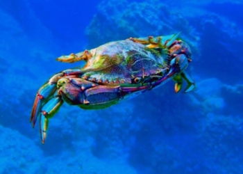 Το μπλε καβούρι στους κόλπους της Ελούντας: Τοπικό θαύμα με… Παγκόσμιο ενδιαφέρον