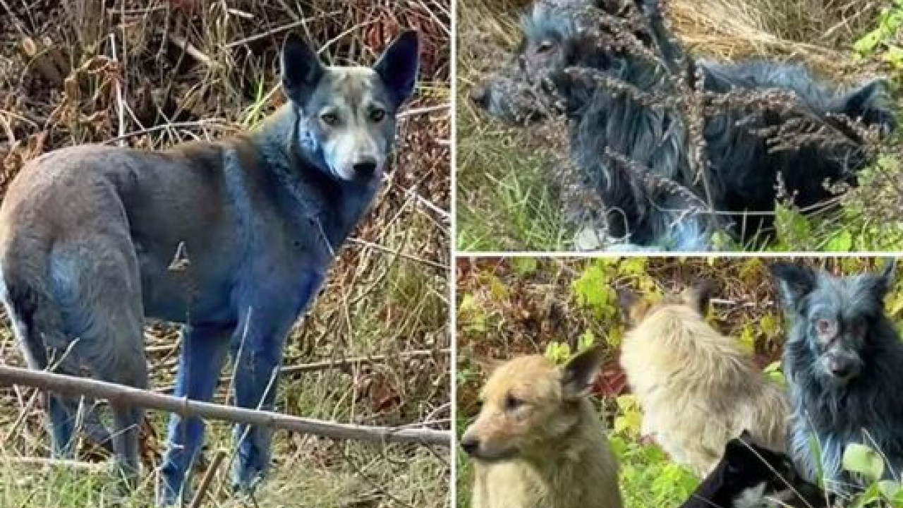 Τσερνόμπιλ: Μυστήριο με γαλάζιους σκύλους εντοπίστηκαν κοντά στη ζώνη της πυρηνικής καταστροφής