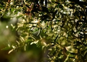 Βαρύ το τίμημα της ξηρασίας για την ελαιοπαραγωγή της Κρήτης – Οι εκτιμήσεις για τις τιμές και ο παράγοντας… Ισπανία