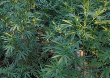 Xανιά: Τους «τσάκωσαν» τα ποτίζουν την φυτεία κάνναβης