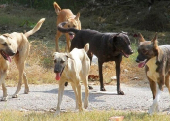 Αργός: 17χρονη δέχθηκε επίθεση από 4 αδέσποτα σκυλιά - Στο χειρουργείο η κοπέλα