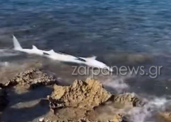 Χανιά: Απίστευτες εικόνες από παραλία - Ξεβράστηκε καρχαριοειδές