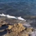 Χανιά: Απίστευτες εικόνες από παραλία - Ξεβράστηκε καρχαριοειδές